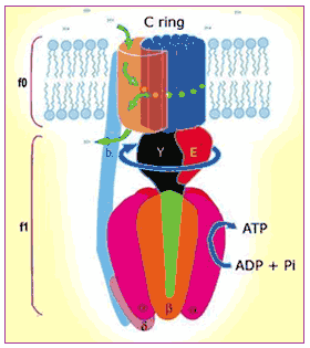 alfa liponzuur binnen het mitochondrion