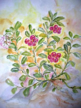 veenbes, cranberry, door M.P.H.Keppel Hesselink van Blommestein