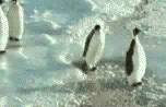 zen-penguin.gif zen-penguin.gif