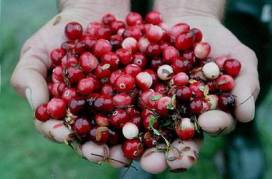 Cranberry, veenbessen, goed ter preventie van urineweg infecties