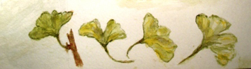 gingko bladeren door M.P.H.Keppel hesselink van Blommestein