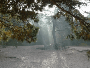 herfst, mist en griep.gif herfst, mist en griep.gif
