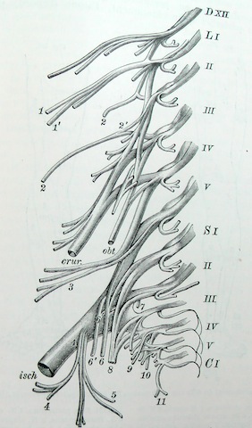 plexus_lumbosacr.jpg plexus_lumbosacr.jpg
