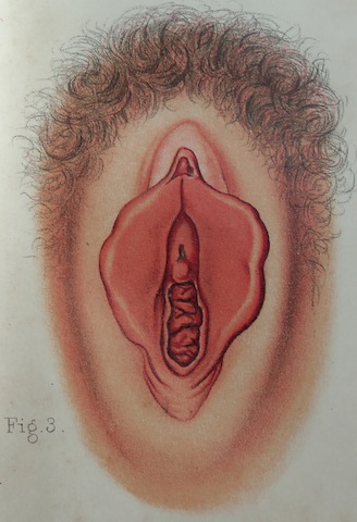 vagina.jpg vagina.jpg